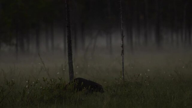 Night, Finland wildlife. Wolverine in autumn forest lake habitat. Animal running in fall golden grass. Wolverine behaviour in habitat, Finland taiga. Wildlife scene from nature, yellow birch tree.
