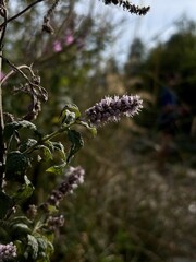 Purple wild mint flowers in focus with soft background greenery, growing naturally in a wild field.