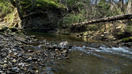 A serene forest creek flowing gently over smooth stones, surrounded by towering trees, in a peaceful and quiet woodland.