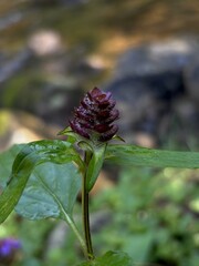 Close-up of a single purple wildflower blooming beside a forest stream, surrounded by fresh greenery and natural beauty.