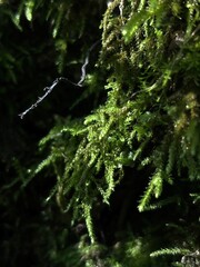 Close-up of vibrant green moss growing in the shade, capturing the delicate details and texture of...