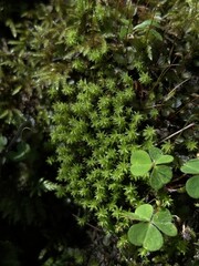Close-up of vibrant green moss growing in the shade, capturing the delicate details and texture of this forest floor plant.