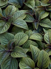A bed of lush green leaves with deep veins and a slight purple tint, thriving in the shade of a...