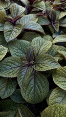 A bed of lush green leaves with deep veins and a slight purple tint, thriving in the shade of a...
