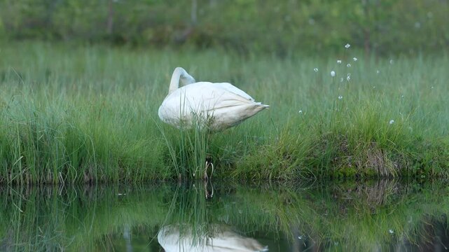 Whooper Swan, Cygnus cygnus, big white bird in the taiga lake in the summer forest, Kuhmo, Finland. Piar of swans in nature habitat. Euurope, wildlife nature. White birds in forest water.