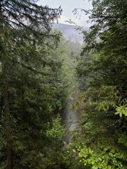 Misty forest view with dense evergreen trees and a stream winding through the lush green landscape, creating a serene wilderness scene.