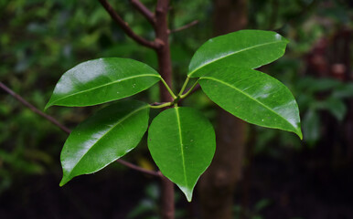Green leaves in the forest, natural for making background images.