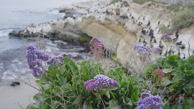 Vibrant sea lavender blooms in the foreground while a colony of cormorants nests along a rocky coastal cliff, with the ocean&rsquo;s waves creating a tranquil backdrop.