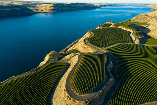 Aerial view of beautiful Wallula Vineyards with rows of grapes and scenic hills, Benton County, United States.
