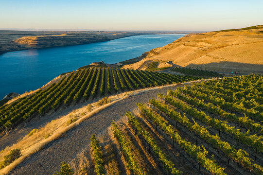 Aerial view of Wallula Vineyards with rows of grapes and a tranquil river, Benton County, United States.