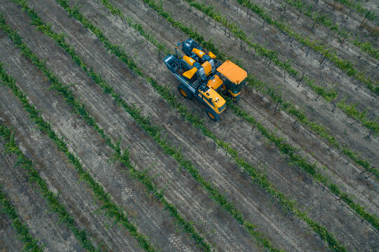 Aerial view of a beautiful vineyard with grape pickers and a tractor in the green fields, Zillah, United States.