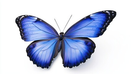 Obraz premium Blue Morpho Butterfly Wings Isolated on White Background