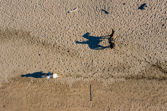 Aerial view of tranquil Playa Troncones with a horse casting a shadow on the sandy beach, Guerrero, Mexico.