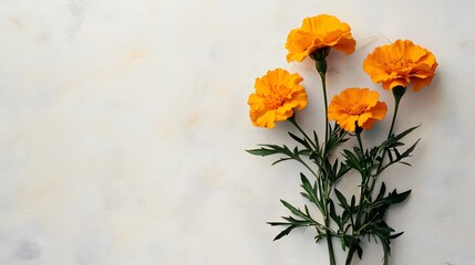 Four Vibrant Orange Marigold Flowers with Green Stems on White Background.