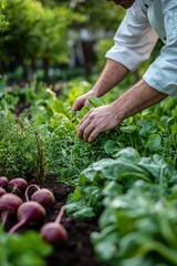 Chef selecting fresh vegetables from a lush garden to embrace organic cooking and sustainable practices