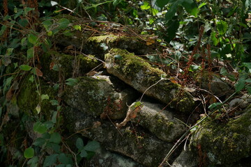 moss covered rocks