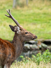 Sika Deer In The Woods