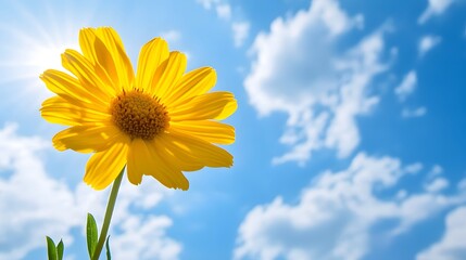 A Single Yellow Wildflower Against a Blue Sky with White Clouds