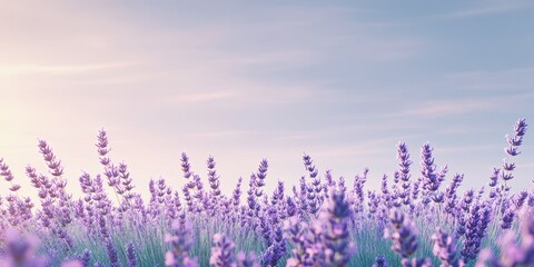 Naklejka premium A serene lavender field under a pastel sky at sunset.