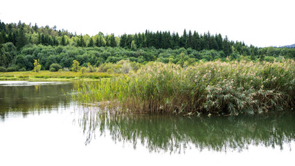 Autumn time. Forest trees, lush bushes, pond and water grass cutout on white background. High quality image