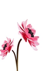 Fresh pink flower petals on a white background