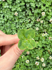 hand holding a clover