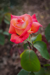 Fototapeta premium Rose Rose Dream. Exquisite varieties of roses in the rose garden
