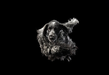 A black Cocker Spaniel is captured in mid-motion with fur flying, set against a black background...