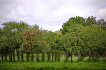 Nachhaltiger, gemütlicher Garten, naturbelassener Kleingarten mit Apfelbäumen und Gartenzaun