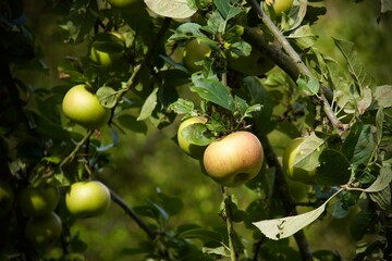 apples on a branch in autumn