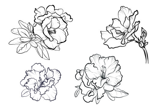 a set of hand-drawn blooming azalea flowers vector illustration