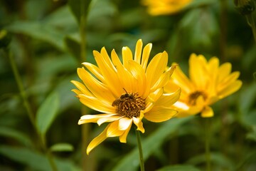 Obraz premium Gelbe Blume mit Biene und Insekten als Symbol für natürliche Schönheit