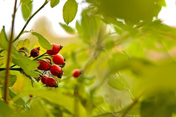 Rote Hagebutten bei Sonnenaufgang in sanften Farben schimmernd, herbstliche, winterliche Zeit