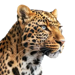  Intense portrait of a leopard showing its beautiful fur and blue eyes on a white background © nsit0108