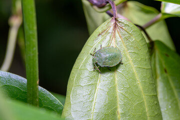 stink bug on a leaf in the garden 
