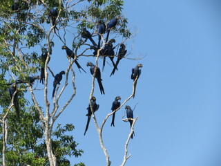 Hyacinth Macaw (Anodorhynchus hyacinthinus) in north of Brazilian Amazon