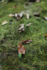 A yellow dry autumn leaf on a carpet of green moss in the forest