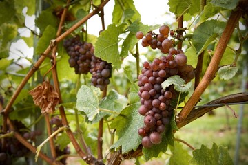 Rote Weintrauben in einem Weinbaugebiet thematisieren nachhaltigen, ökologischen Weinbau ohne Pestizide und Chemikalien 