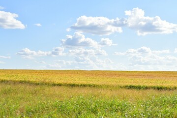 Crop Plants in a Farm Field