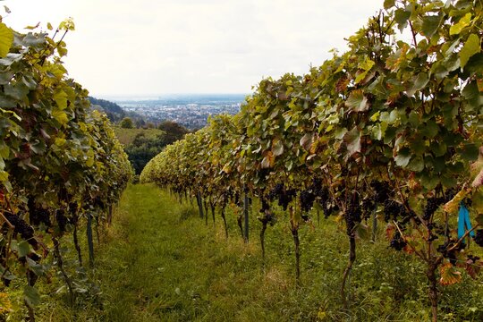 Winberg im Weinbaugebiet hessische Bergstra&szlig;e mit Ausblick und Reben und Weinst&ouml;cken zur Erntesaison in warmen herbstlichen Farben