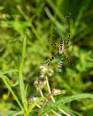 A full dorsal view of the Yellow Garden Spider, Argiope aurantia, in its web. Blurred foliage in the background.