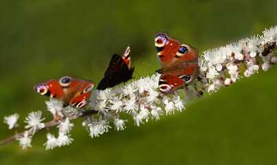 peacock butterfly on foam blossom