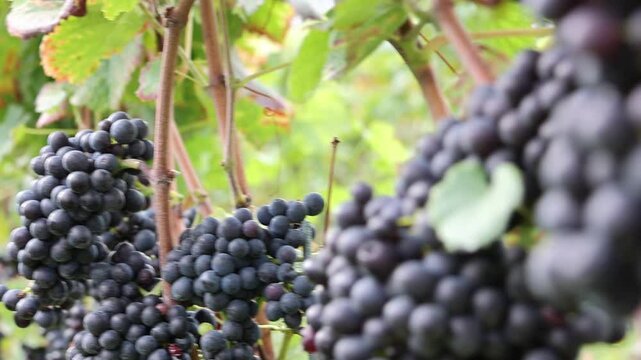 Saftige, rote Weintrauben an einer Weinrebe am Weinberg, reif f&uuml;r die Lese (Video)
