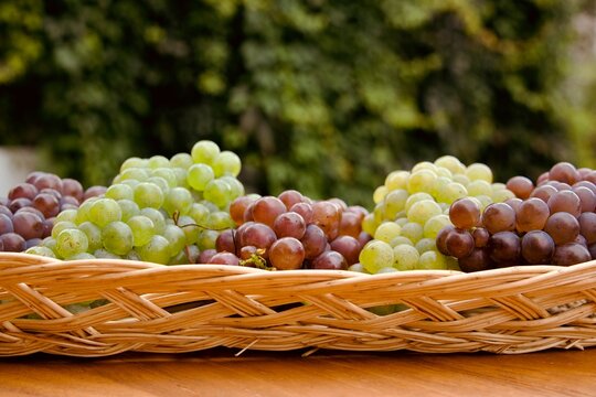 Saftige Weintrauben in einem Korb f&uuml;r eine Weinverkostung und Weinprobe in den Weinbergen