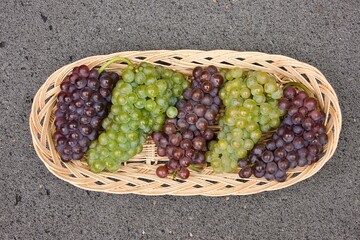 Korb voller Trauben nach der Weinlese