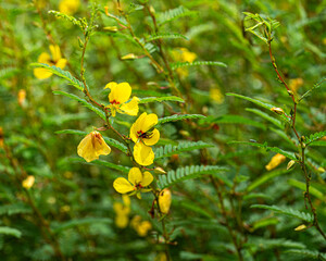A closeup of the yellow flowers and leaves of Common Partridge Pea, Chamaecrista fasciculata.