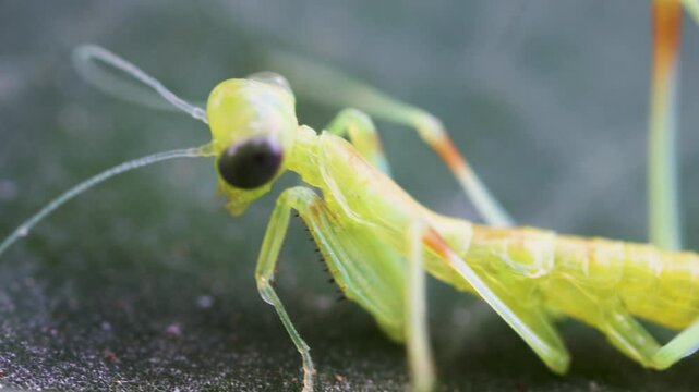 European mantid (Mantis religiosa) neonates have just emerged from the ootheca. Their bodies are still transparent, their movements are not coordinated. Ultra macro