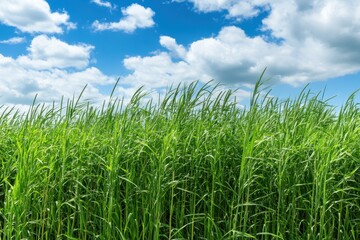 vast landscape covered in tall, green switchgrass, stretching towards the horizon under a clear blue sky.