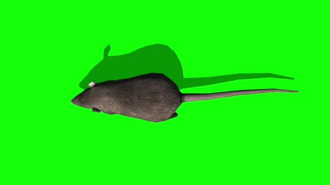 Gray rat runs view from above with isolated green screen background