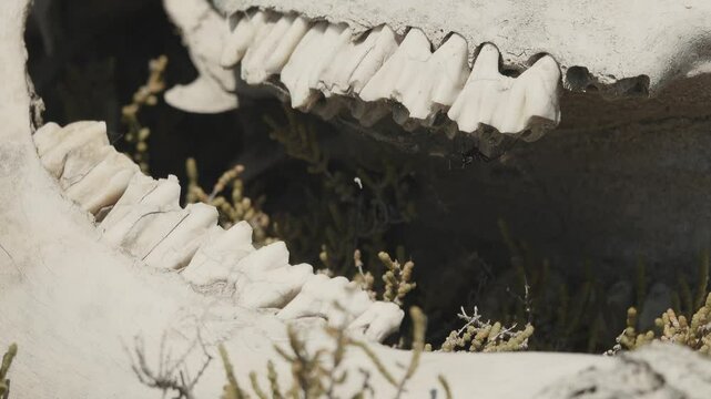 Old skull. Bull's teeth are bleached by rain, wind and sun. Herbivorous ungulates have special flat molars for grinding grass, cud-chewing since it is necessary to digest cellulose. Hard enamel